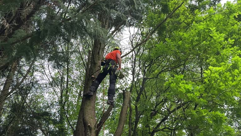 Best Tree and Shrub Care  in Indio, CA