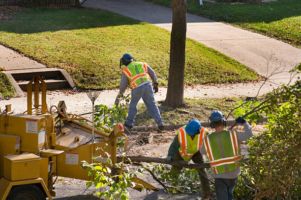 Reliable Indio, CA Tree Care Services Solutions